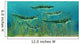 Orthacanthus Was Freshwater Shark Wall Decal