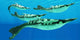 Pteraspis Is Extinct Genus Wall Decal