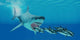 Huge Megalodon Shark Swims Wall Decal
