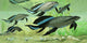 Group Scaumenacia Lobe-finned Fish Wall Decal Design 1