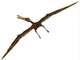 Anhanguera Was Fish-eating Pterosaur Wall Decal