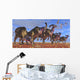 Herd Parasaurolophus Dinosaurs Searching Wall Decal