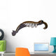 Anomalocaris from Cambrian Period Wall Decal Design 3