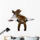 Anomalocaris from Cambrian Period Wall Decal Design 1