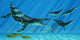 Group Dolichorhynchops Try to Wall Decal