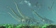 Pteranodon Reptiles Fly over Wall Decal