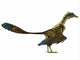 Archaeopteryx Prehistoric Bird Wall Decal Design 1