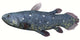 Coelacanth Fish against White Wall Decal