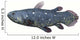 Coelacanth Fish against White Wall Decal