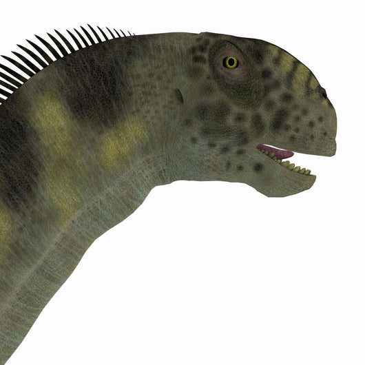 Camarasaurus Dinosaur Head Wall Decal