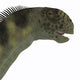 Camarasaurus Dinosaur Head Wall Decal