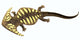 Diplocaulus Amphibian from Prehistoric Wall Decal
