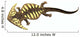 Diplocaulus Amphibian from Prehistoric Wall Decal