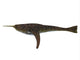 Doryaspis Jawless Fish from Wall Decal