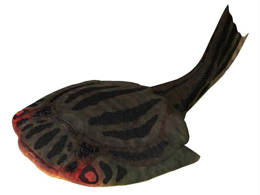 Drepanaspis Jawless Fish from Wall Decal
