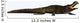Sarcosuchus Crocodyliform from Prehistoric Wall Decal Design 2