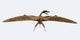 Zhenyuanopterus Pterosaur from Cretaceous Wall Decal Design 2