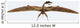 Zhenyuanopterus Pterosaur from Cretaceous Wall Decal Design 2