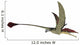 Eudimorphodon Is Flying Reptile Wall Decal