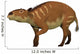 Eurohippus Is Ancestor Horse Wall Decal