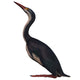 Hesperornis Is Flightless Bird Wall Decal
