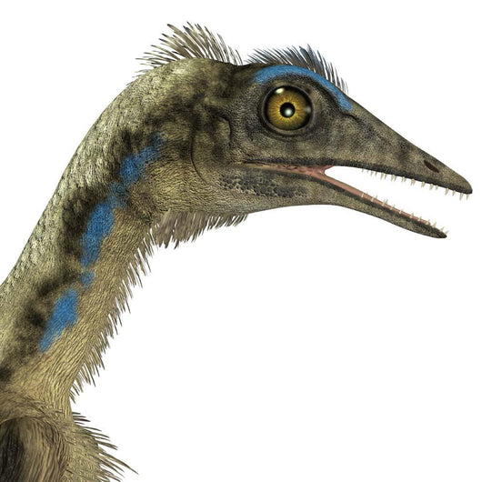 Archaeopteryx Is Carnivorous Bird Wall Decal