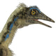Archaeopteryx Is Carnivorous Bird Wall Decal