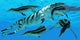 Dolichorhynchops Plesiosaurs Try to Wall Decal