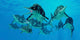 Group Ichthyosaurs Swimming Prehistoric Wall Decal