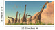 Herd Brachiosaurus Travel near Wall Decal