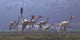 Herd Mononykus Followed Flock Wall Decal
