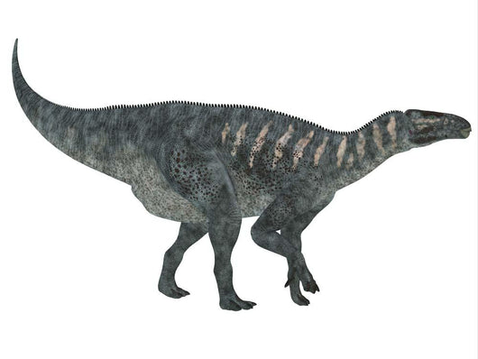 Iguanodon Dinosaur White Wall Decal Design 2