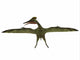 Pterodactylus Flying Reptile Wall Decal Design 3