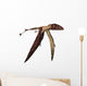 Dimorphodon Pterosaur White Wall Decal