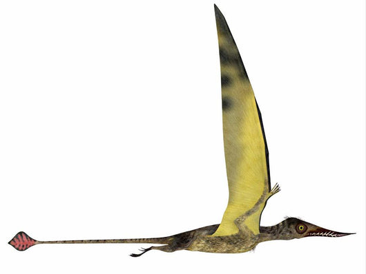Rhamphorhynchus Pterosaur Wall Decal Design 3