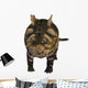 Crichtonsaurus Armored Dinosaur Wall Decal Design 2