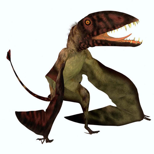 Dimorphodon Flying Pterosaur Wall Decal Design 1