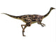 Gallimimus Dinosaur Wall Decal Design 2