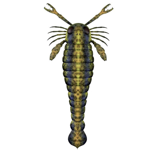 Pterygotus Sea Scorpion from Wall Decal Design 3