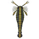 Pterygotus Sea Scorpion from Wall Decal Design 3