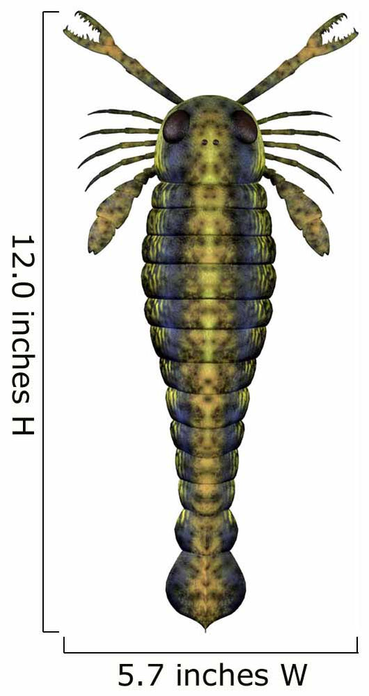 Pterygotus Sea Scorpion from Wall Decal Design 3