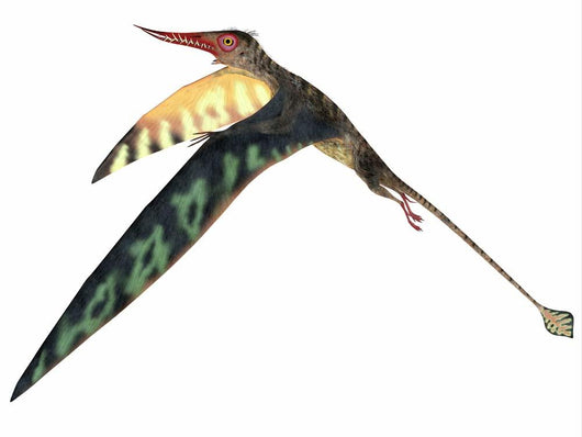 Rhamphorhynchus Pterosaur Wall Decal Design 1