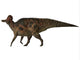 Corythosaurus Duck-billed Dinosaur Wall Decal Design 1