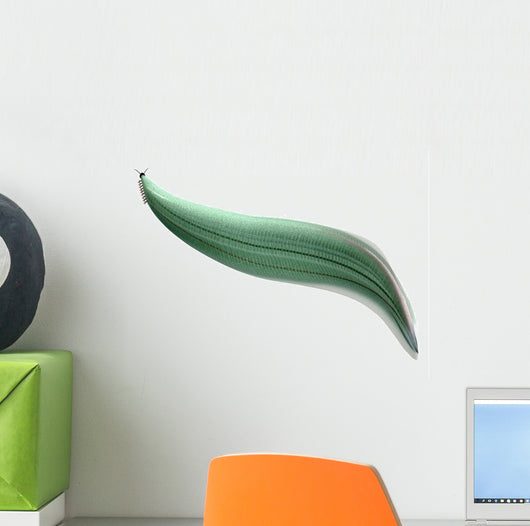 Illustration Pikaia Wall Decal Design 1