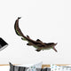 Edestus Shark Carboniferous Period Wall Decal Design 2