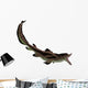 Edestus Shark Carboniferous Period Wall Decal Design 2