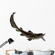 Edestus Shark Carboniferous Period Wall Decal Design 2