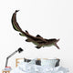 Edestus Shark Carboniferous Period Wall Decal Design 2