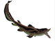 Edestus Shark Carboniferous Period Wall Decal Design 2