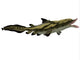 Edestus Shark Carboniferous Period Wall Decal Design 1